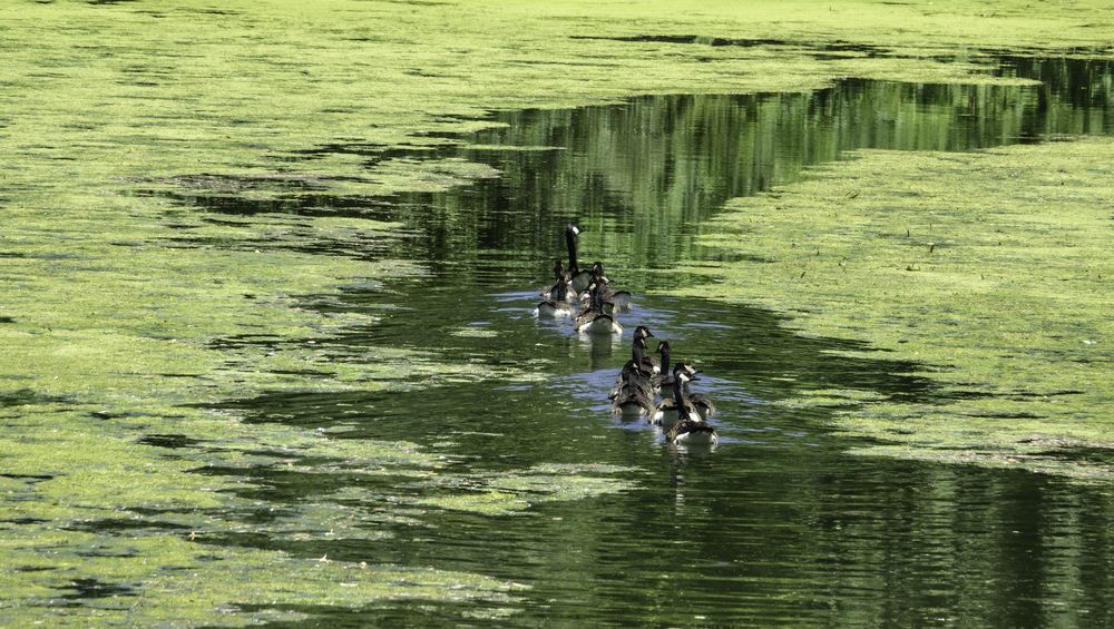Canada geese swim between large algal blooms in a lake