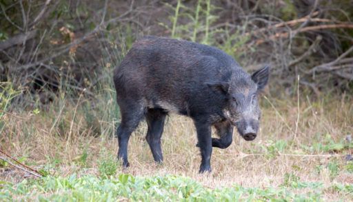 feral hog