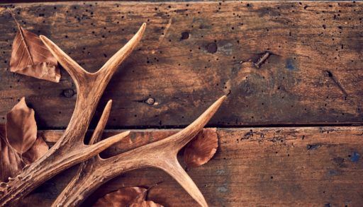 Fallen antlers against a wooden background