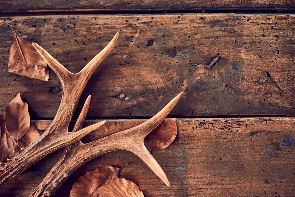 Fallen antlers against a wooden background