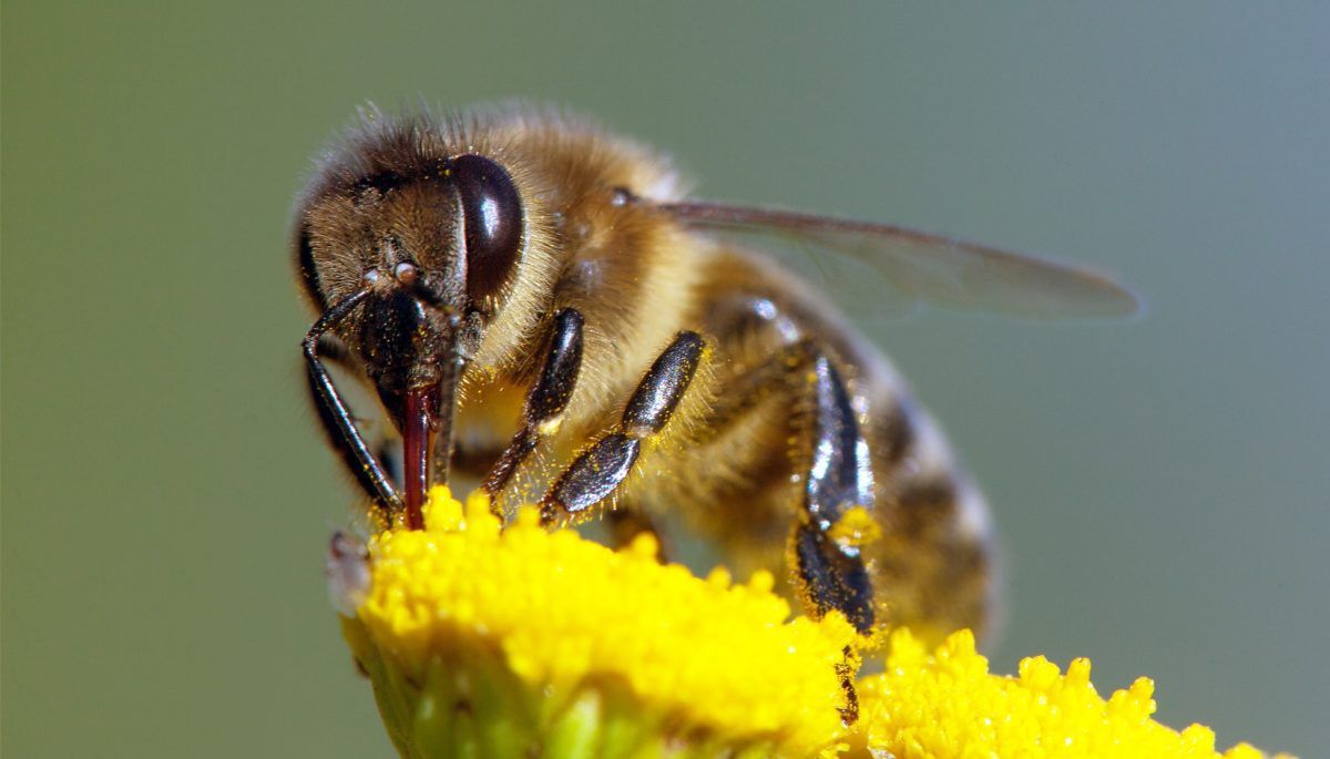 detail of bee or honeybee in Latin Apis Mellifera, european or western honey bee pollinated of the yellow flower, golden honeybee on flower