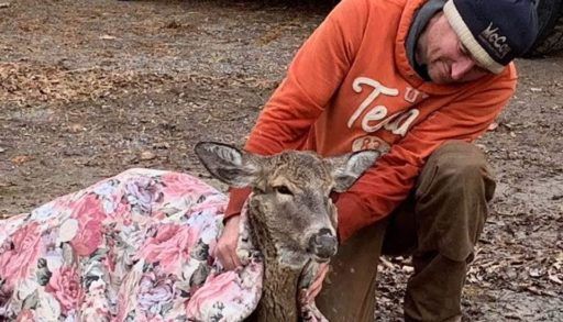 deer wrapped in warm blankets