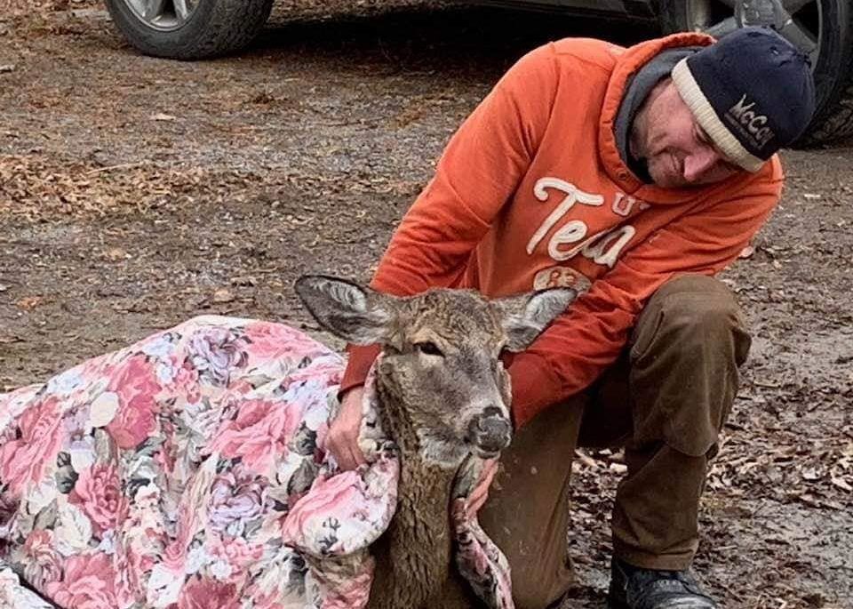deer wrapped in warm blankets