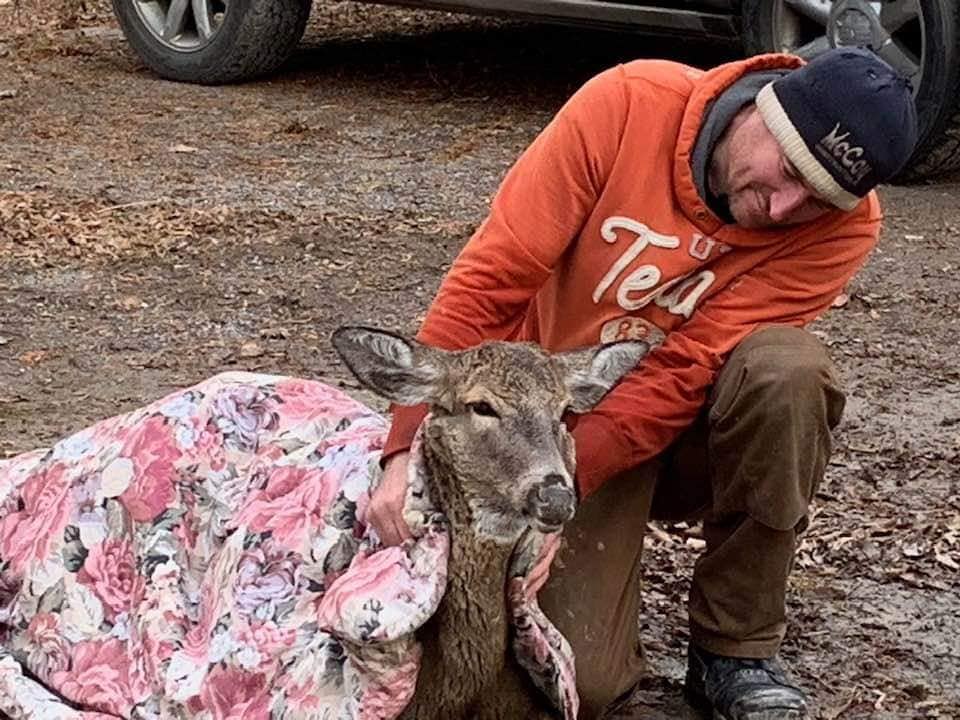 deer wrapped in warm blankets