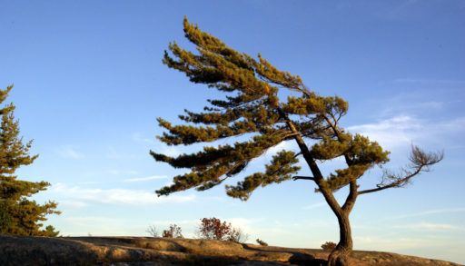 white pine on georgian bay