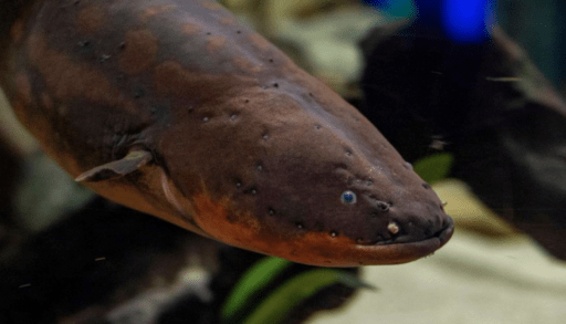 Miguel eel christmas tree