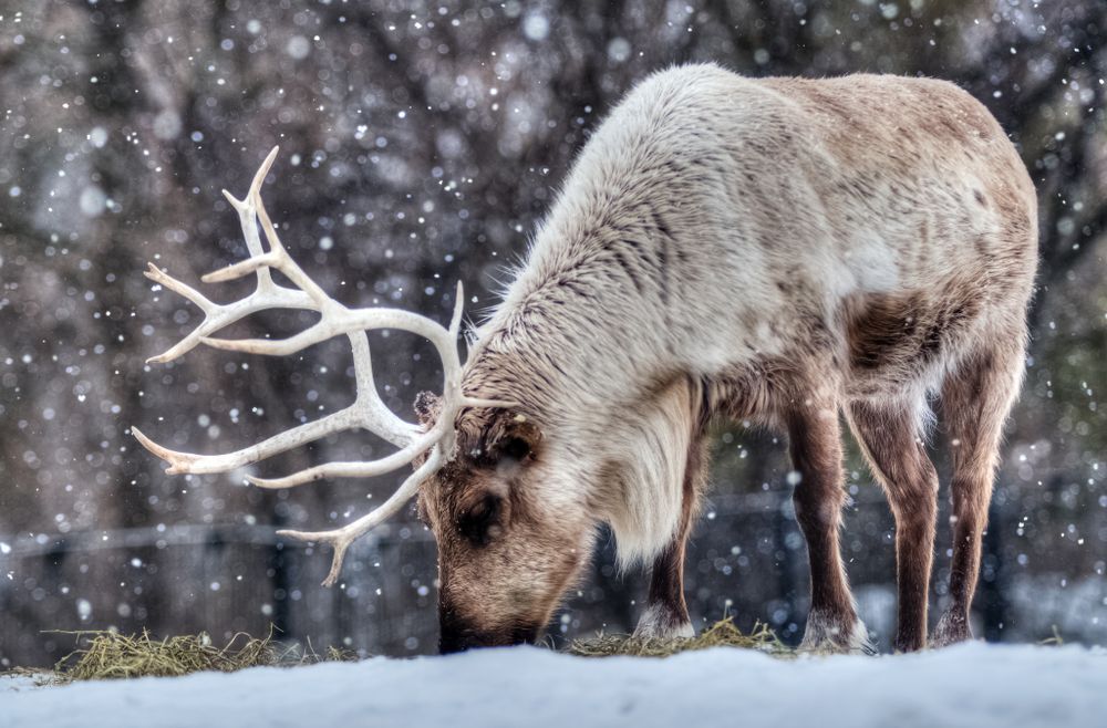 A caribou in winter