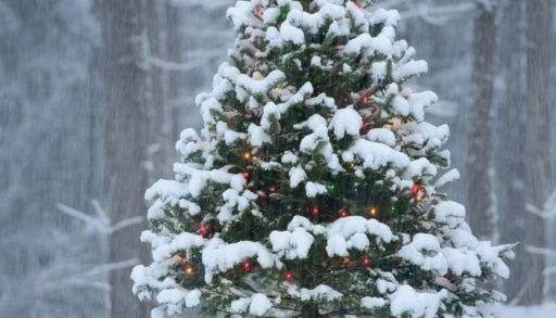 wild tree cottage Christmas