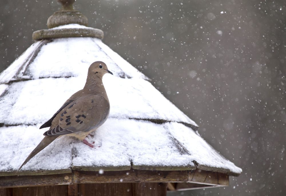 Mourning dove
