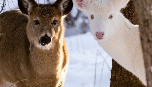 albino deer