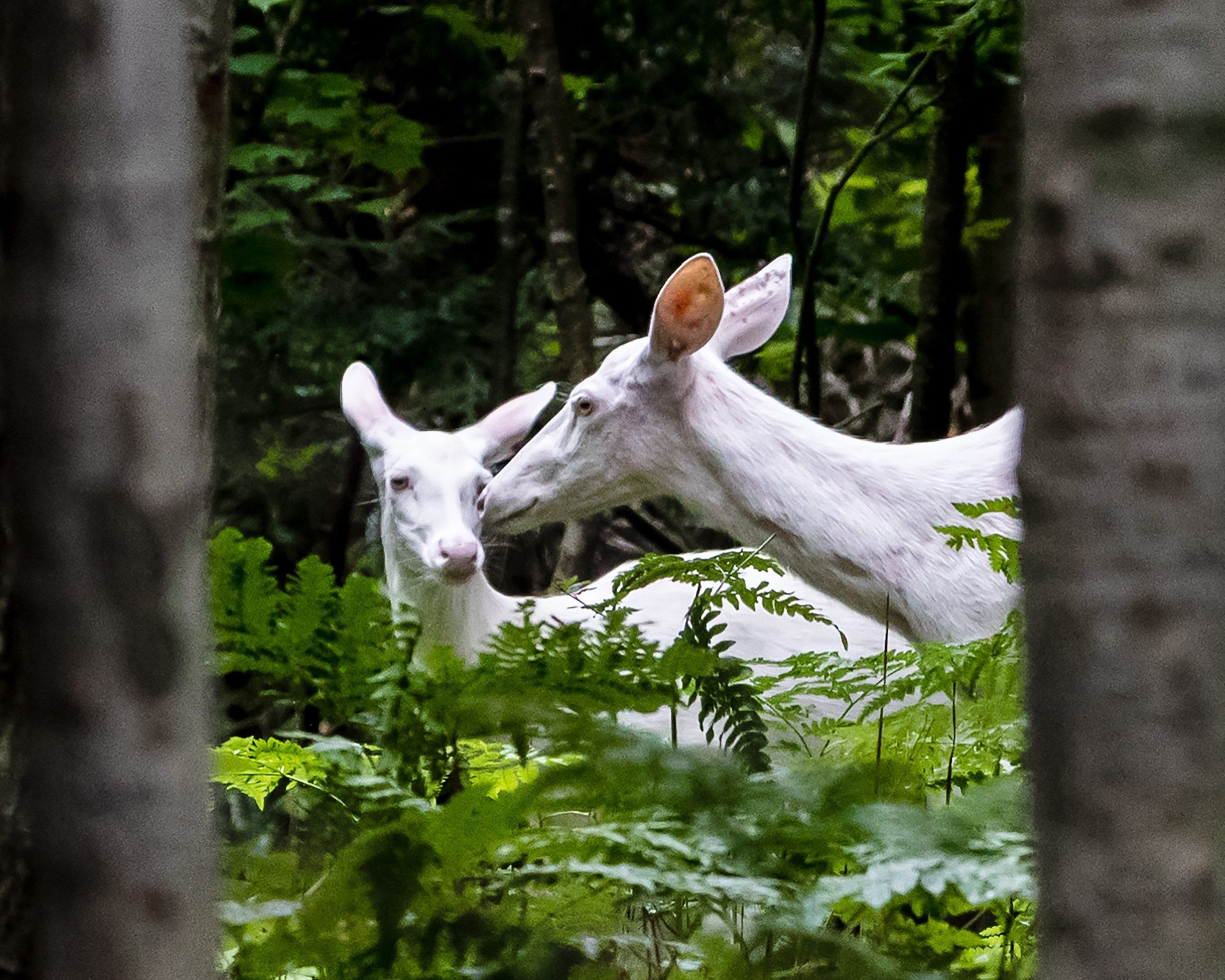 albino deer