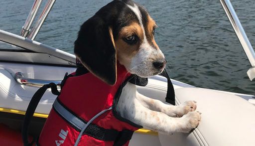 dogs wearing lifejackets
