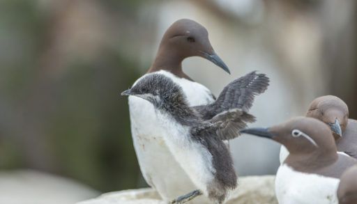 Common Murre (Uria aalge) adults and chick