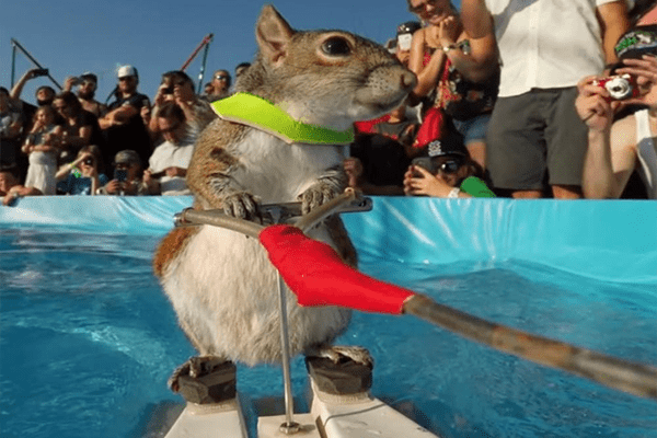 Twiggy waterskiing in front of onlookers