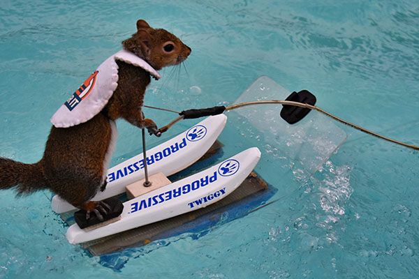 Twiggy the squirrel waterskiing