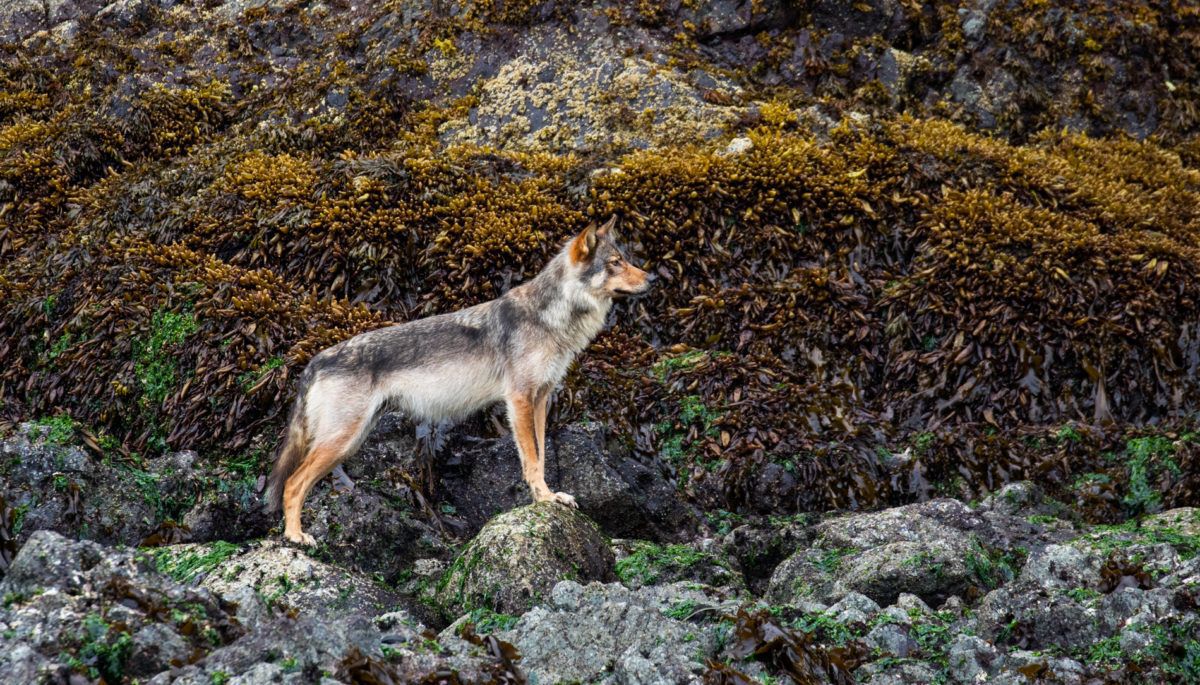 coastal wolf