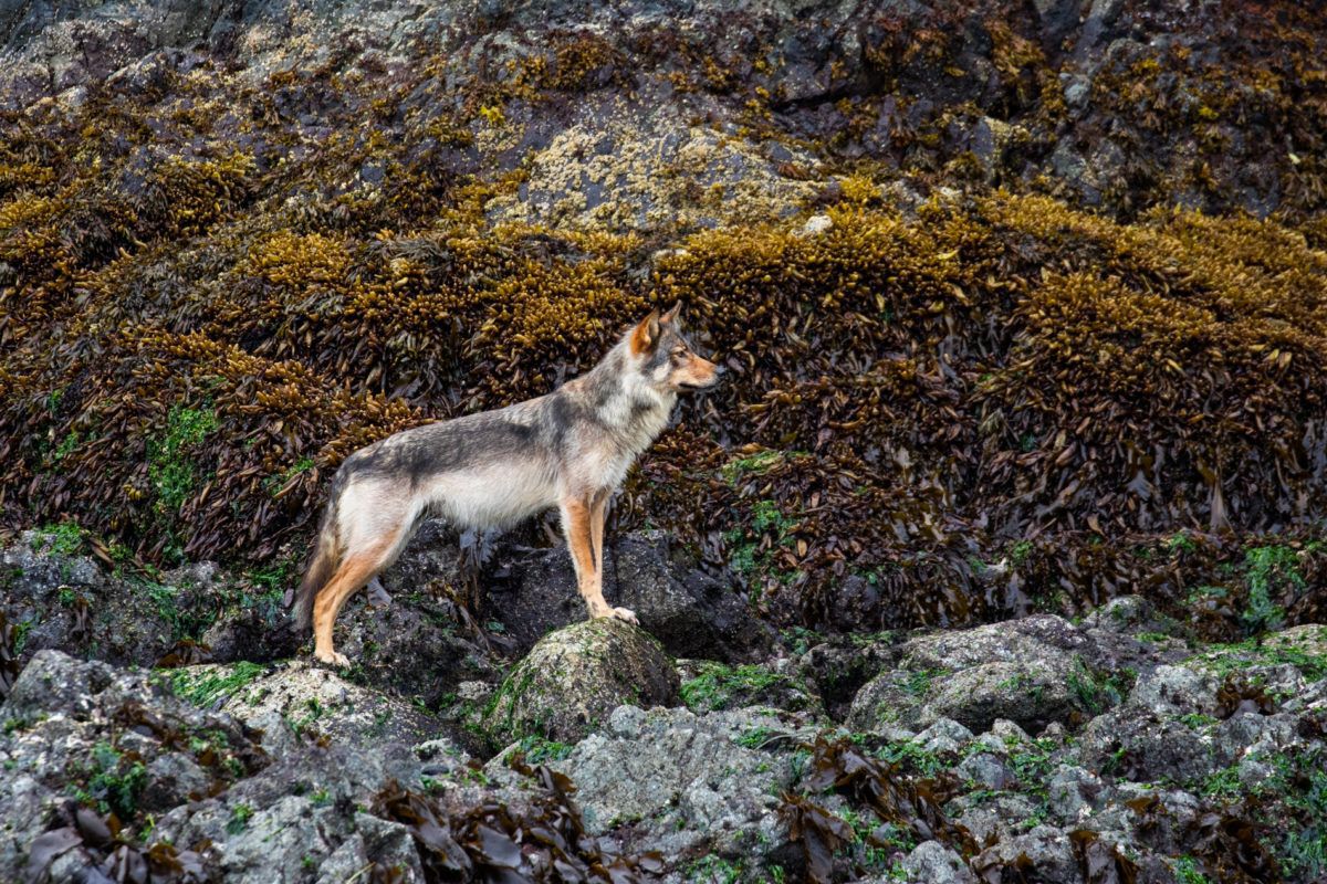 coastal wolf