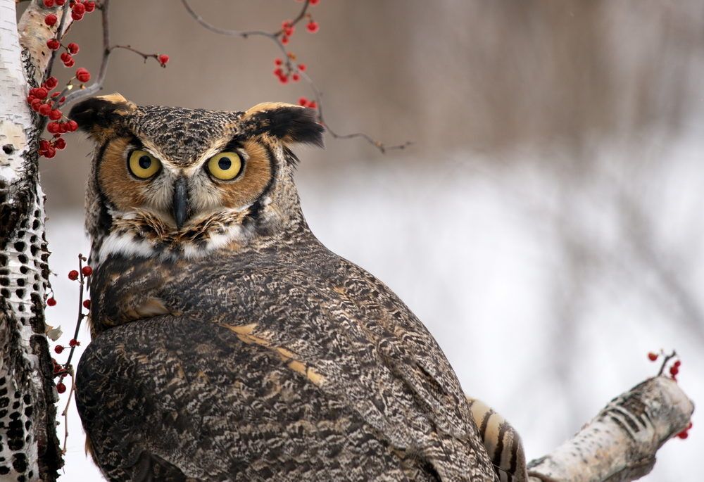 Great horned owl sits in a birch tree in winter
