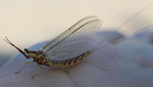 Mayfly on a person's hand