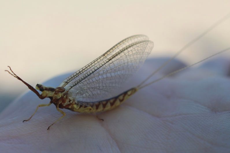 Mayfly on a person's hand