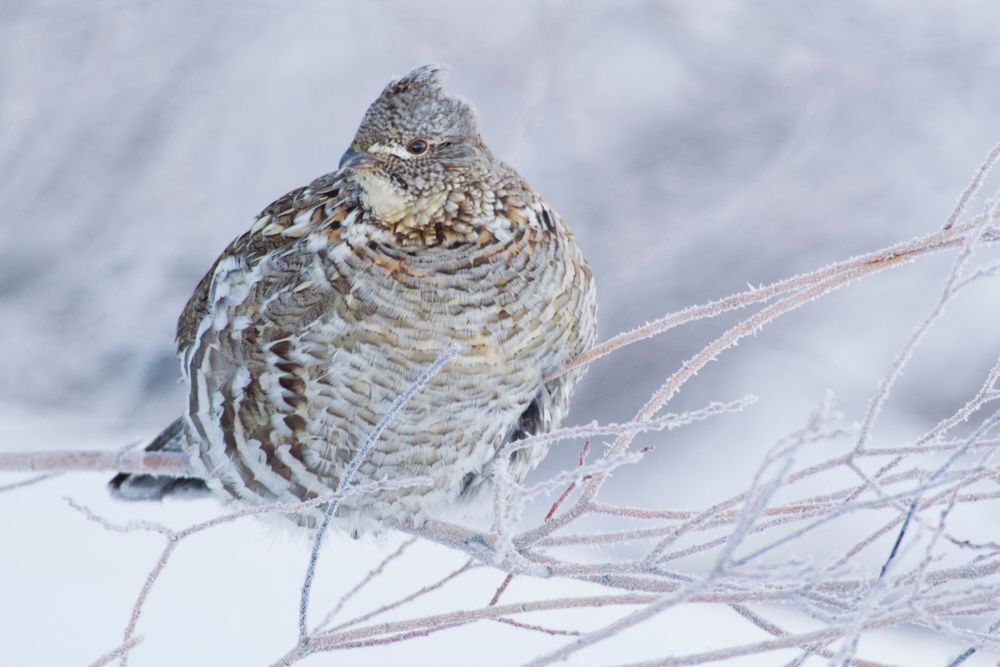 Ruffed grouse