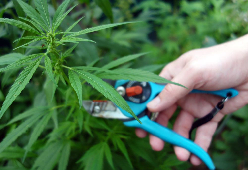 Pruning for a big cannabis yield