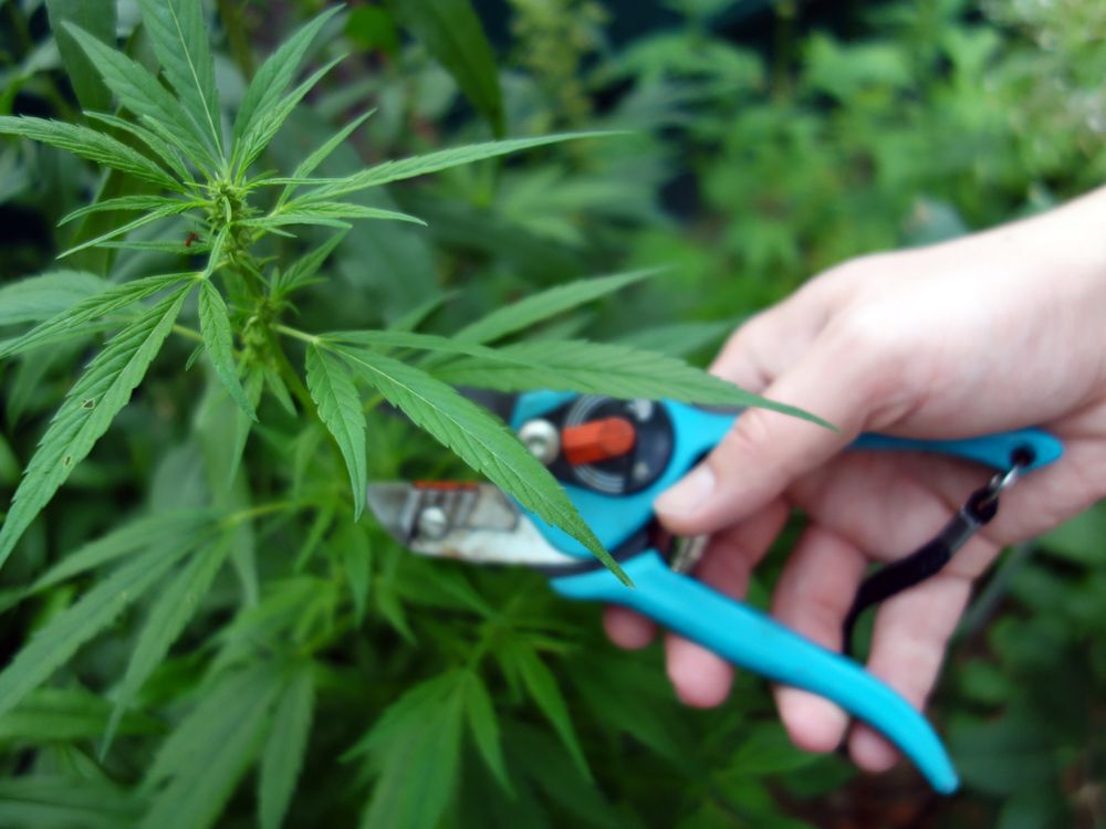 Pruning for a big cannabis yield