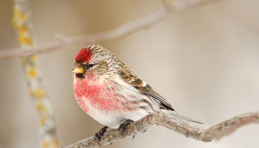male common redpoll