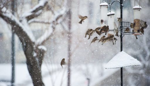 winter bird feeding
