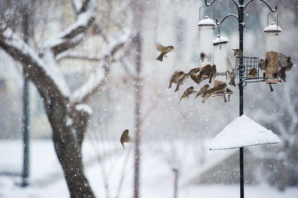 winter bird feeding