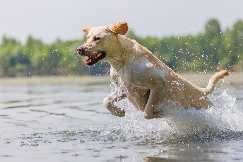 dog runs in the lake