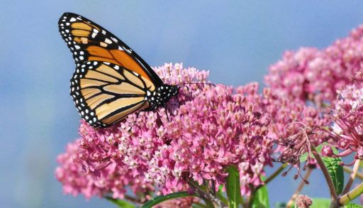 garden wildlife-friendly