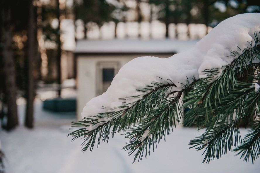 snow on pine tree branch in front of cottage in the winter