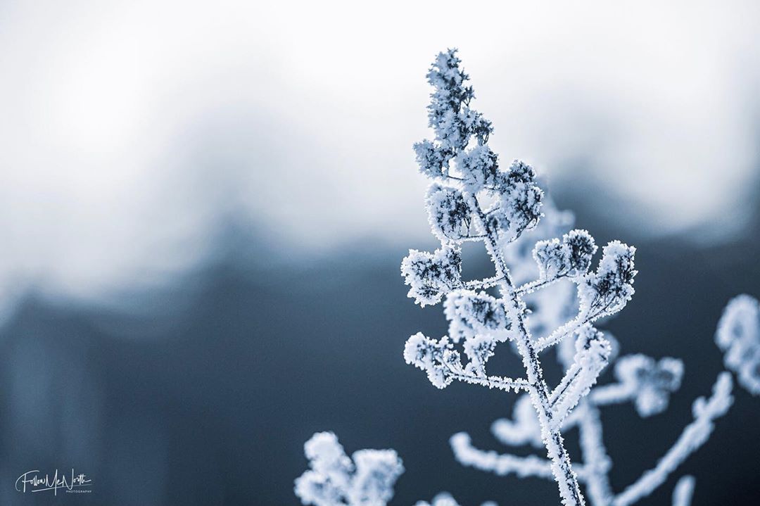 frosty branch in winter
