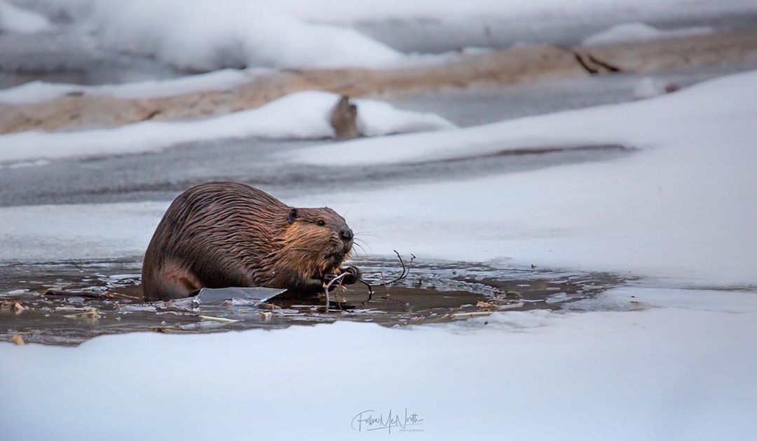 beaver on frozen pond in winter