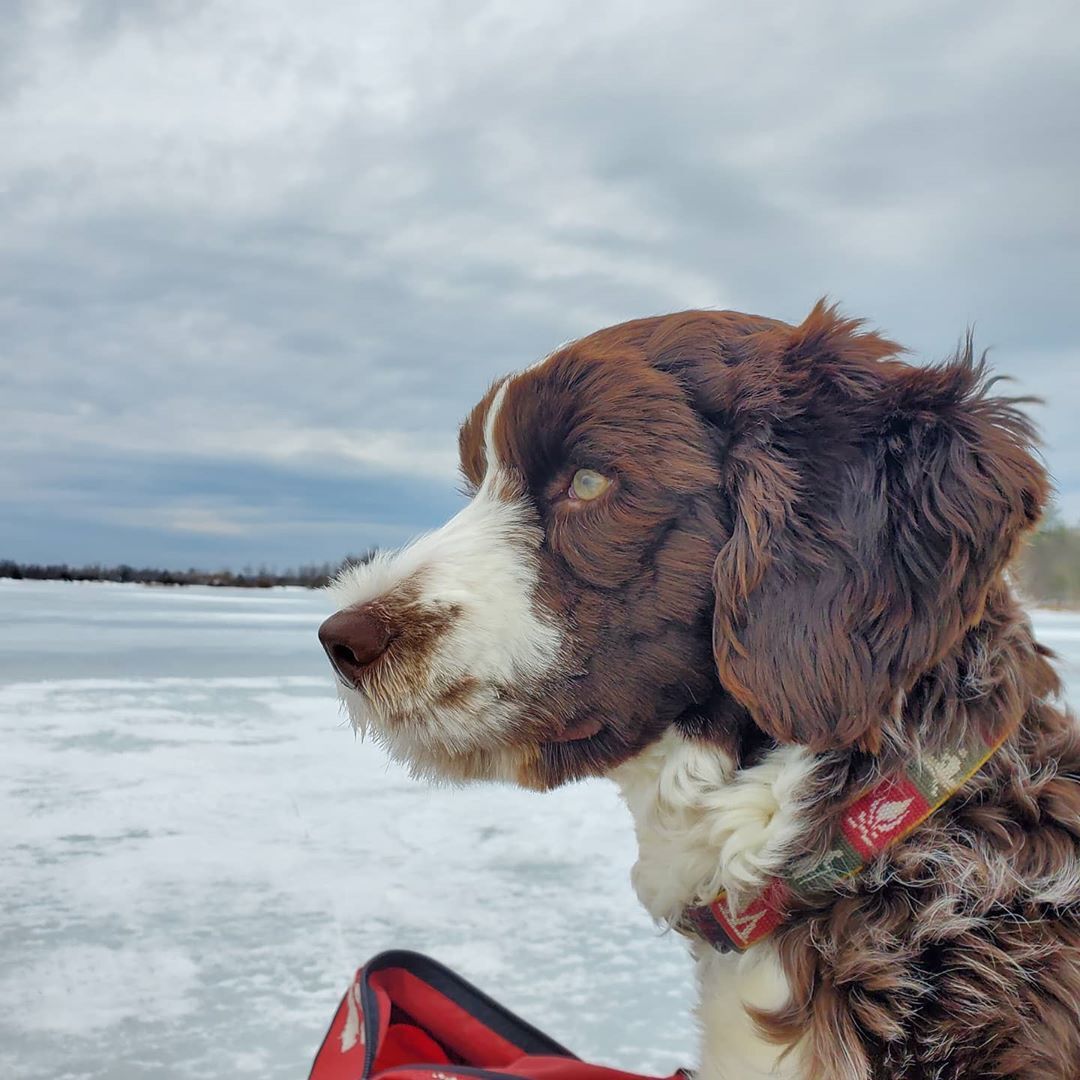 dog looking out over frozen lake in winter