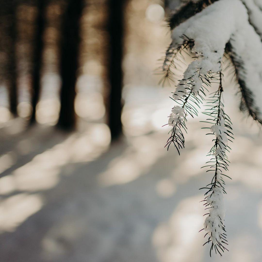 snow on evergreen tree in winter forest