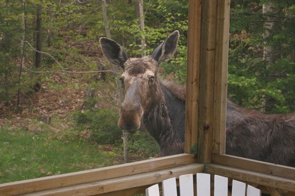 Curious moose front porch at 5am