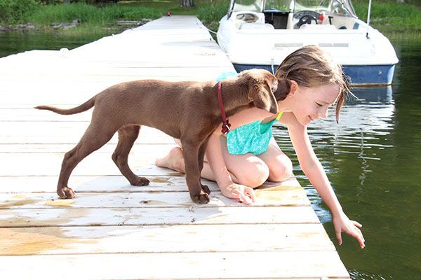 puppy kissing little girl on the cheek on dock by a lake, love