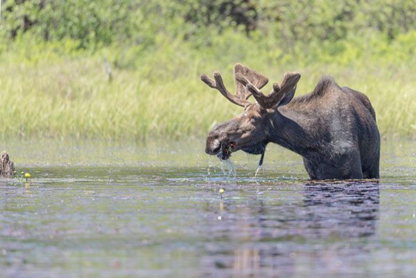 Bull moose grazing on lily pads in Algonquin Park