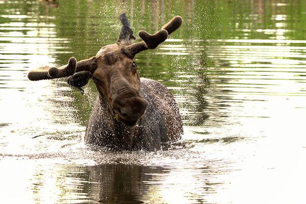 moose in the water