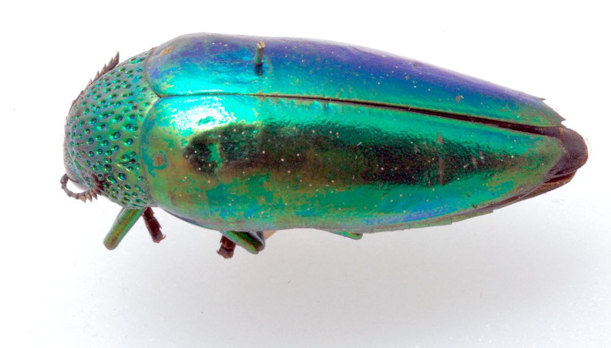 Shiny beetle exoskeleton