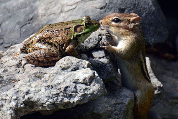 chipmunk kissing a frog, love