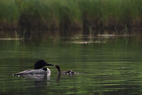 two loons kissing beaks in the water, love