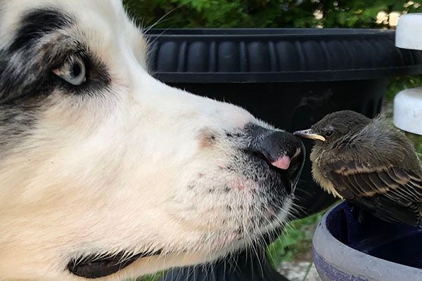 dog kissing bird with nose, love