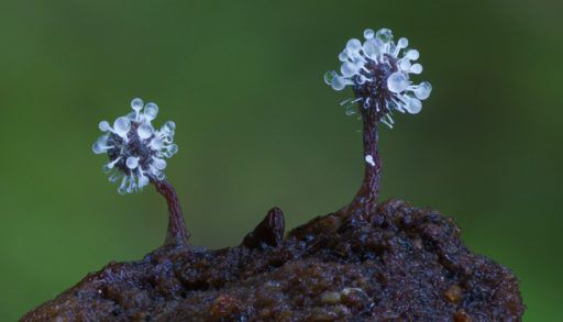 slime moulds