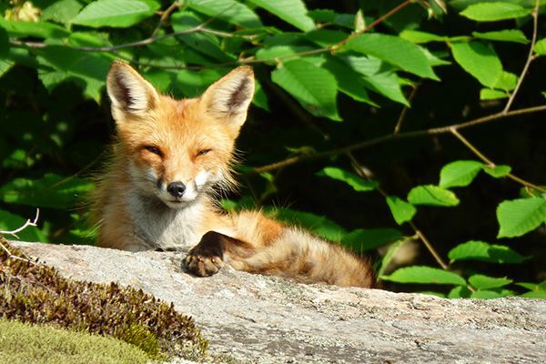 fox relaxing on a rock