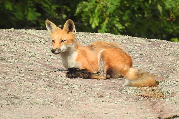 fox relaxing on the ground