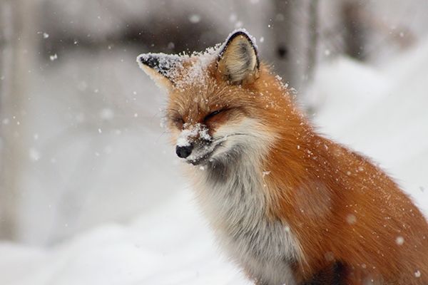 fox playing in the snow