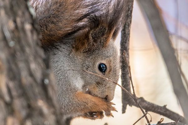 The squirrel sits on a branches in the winter or autumn. Squirrel on a tree cleans its paws. Eurasian red squirrel, Sciurus vulgaris, squirrels